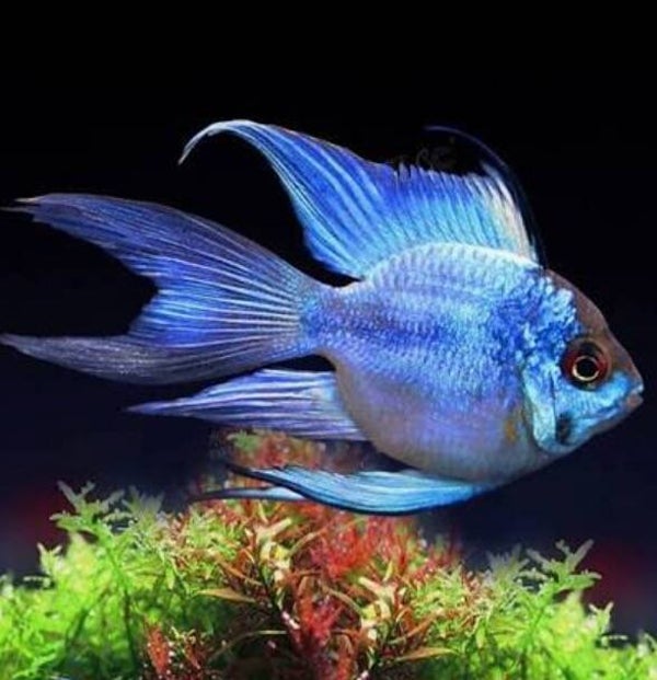 Blue Ramirezi Ballon Longfin (Mikrogeophagus ramirezi)