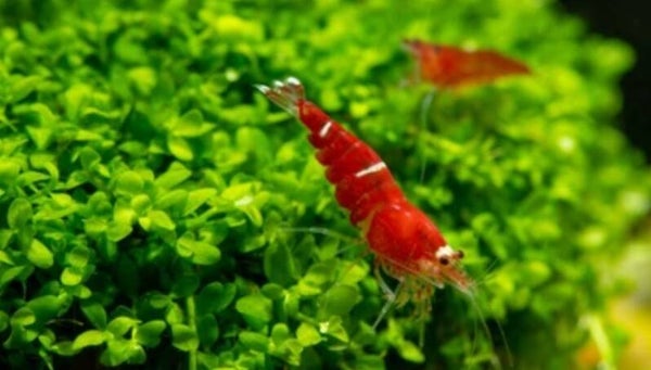 High Grade Super Crystal Red (C) op osmose water