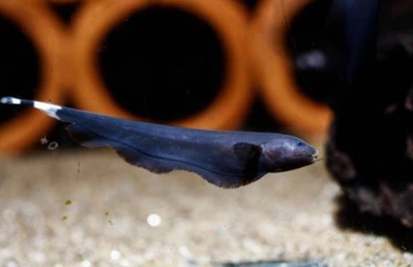Apteronotus albifrons – Black Ghost Knifefish 6,5 cm