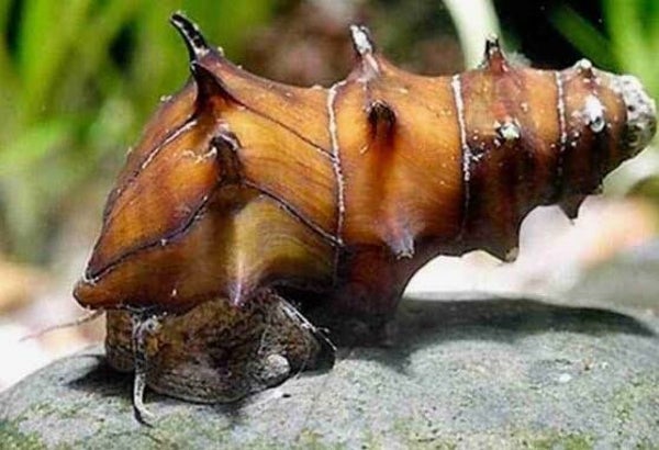 Pagoda Snail (Neritina pagoda)