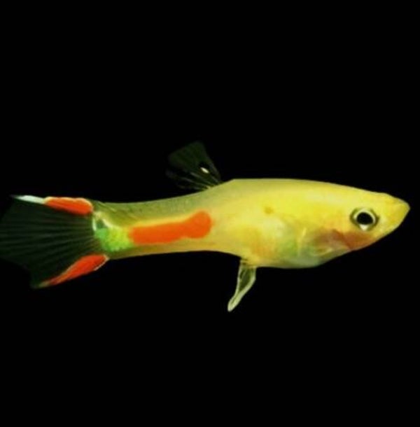 Guppy Gold Man