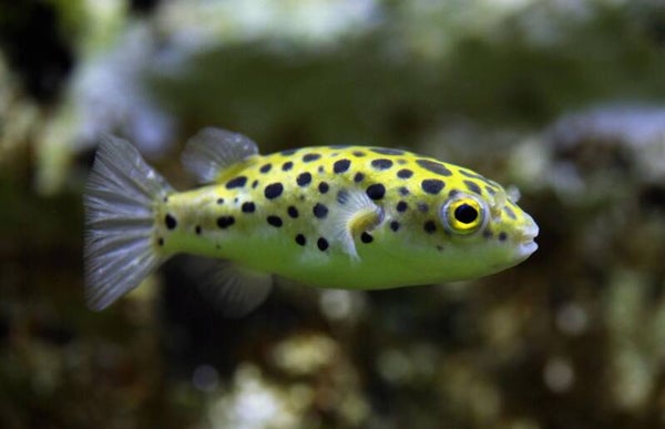 Green Spotted Puffer (Brakwater Kogelvis) 7 cm