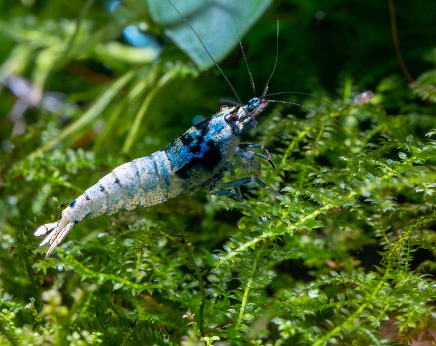 Blue Bolt King Kong (Caridina) Shrimp op gewoon leidingwater