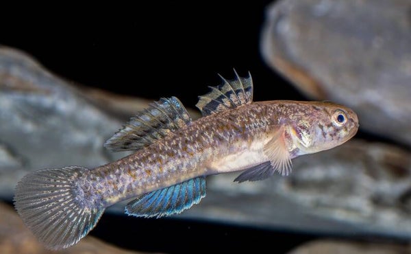 Mugilogobius myxodermus – Naughty Goby