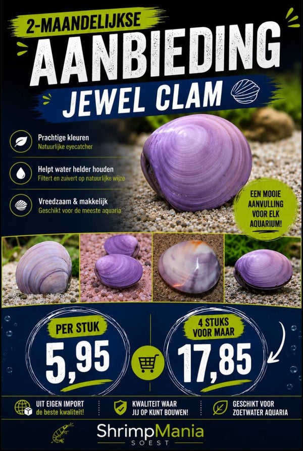 Jewel Clam- Bivalvia SP mossel - Juweel mossel