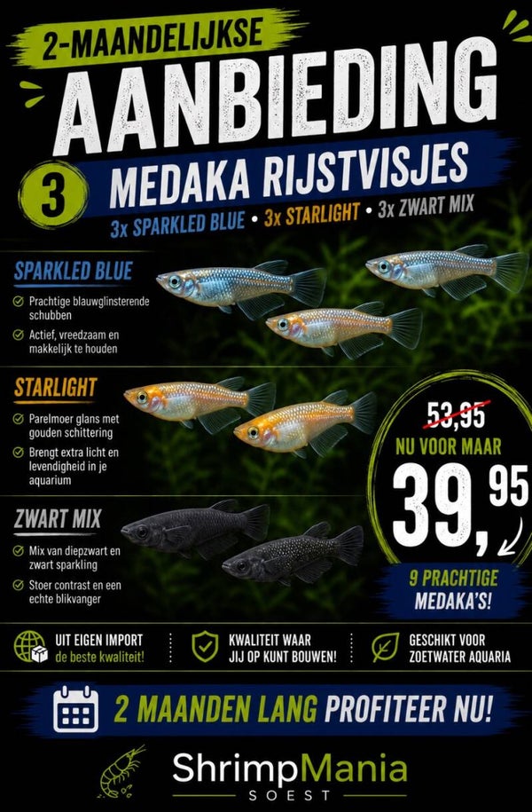 Aanbieding: Medaka (vijver) visjes - Japanse rijstvisjes diverse kleuren