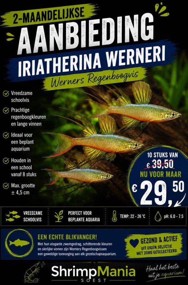 Iriatherina werneri – Werners Regenboogvis