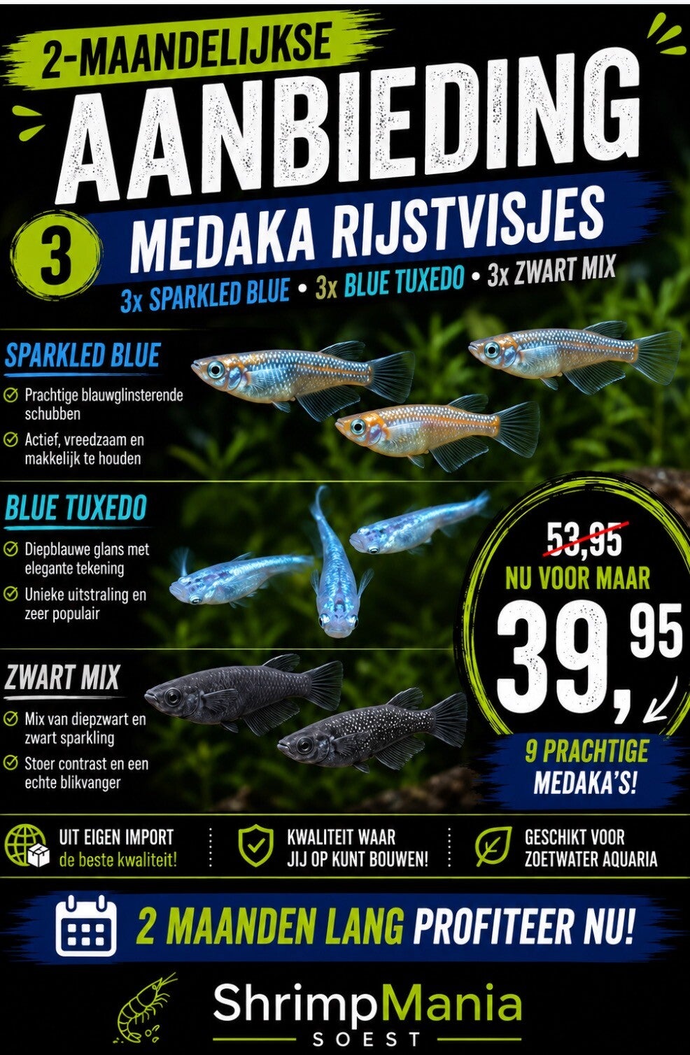 Aanbieding: Medaka (vijver) visjes - Japanse rijstvisjes diverse kleuren