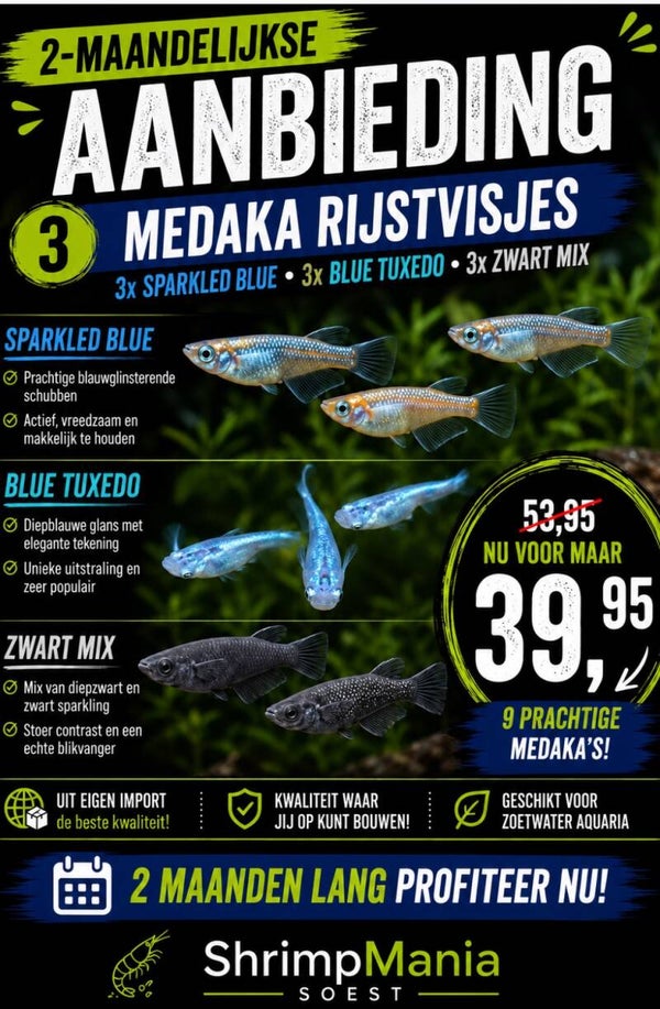 Aanbieding: Medaka (vijver) visjes - Japanse rijstvisjes diverse kleuren
