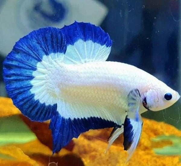 Betta Blue Rim – Betta splendens Male of Female 5 cm