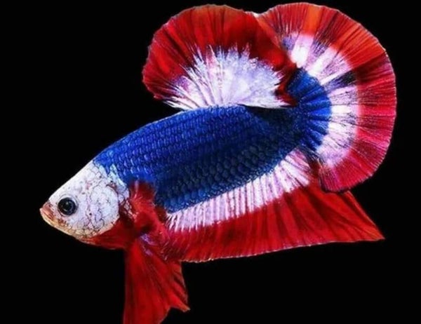 Betta Thai Flag Male – 5 cm