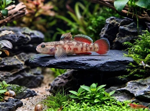 Crimson goby – Rhinogobius davidi 4-6 cm