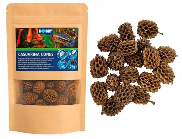 Hobby Casuarina Cones – 25 stuks