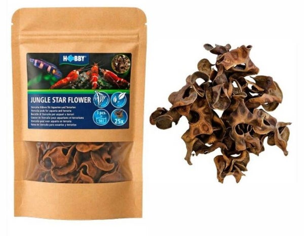 Jungle Star Flower – 25 stuks