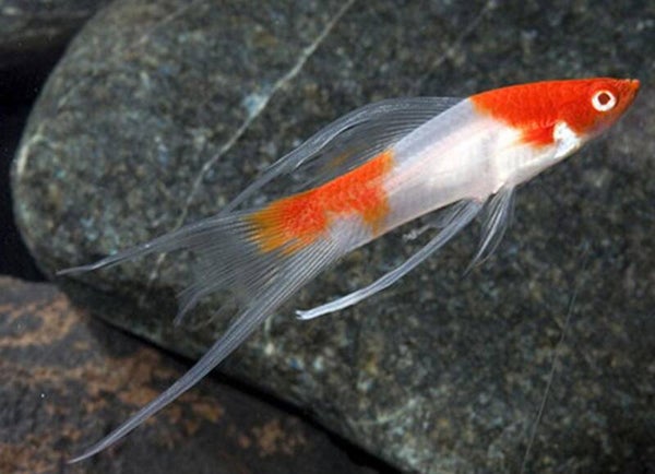 Xiphophorus hellerii - Santa Claus Lyretail zwaarddrager