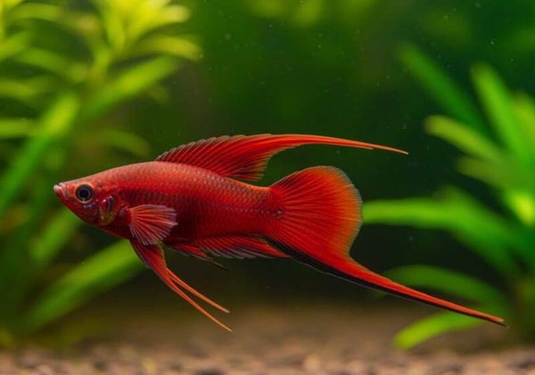 Xiphophorus hellerii - Blood Red Hi Fin zwaarddrager