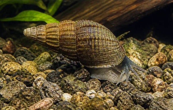 Tiara slak – Neritina sp.