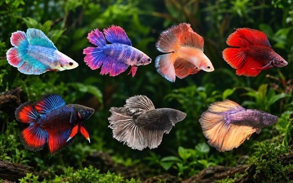 Betta Full Moon vrouwtje – assortiment