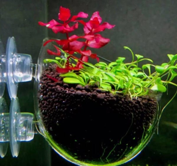 Glazen plantenhouder met zuignappen