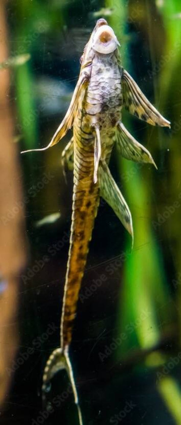 Farlowella Acus - Pansermeerval