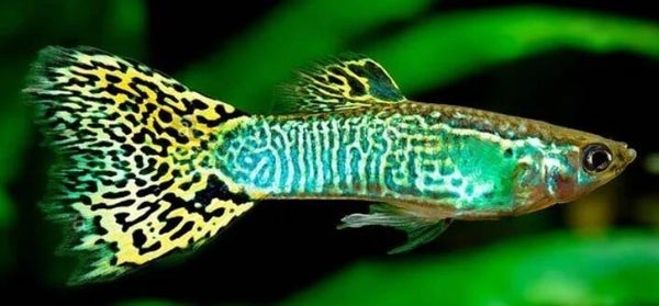 Cobra green guppy man