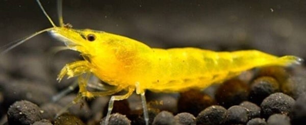 Citroen yellow garnalen - Gele garnalen