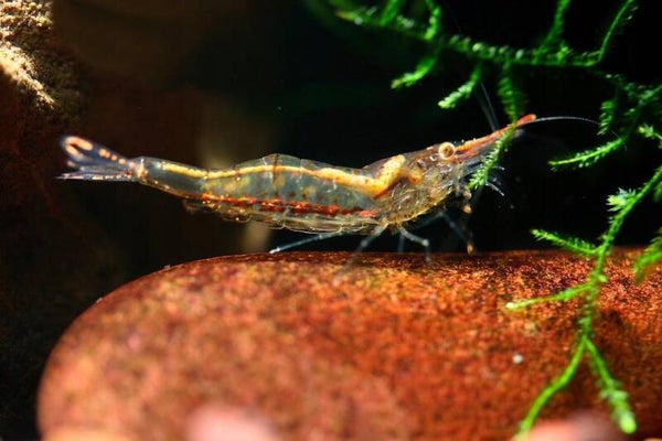 Pinokkio Gracilirostris roodneus garnalen - Caridina Shrimp