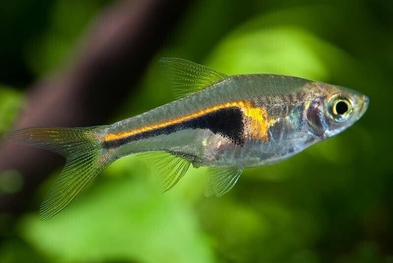 Rasbora hengelii 3-4 cm
