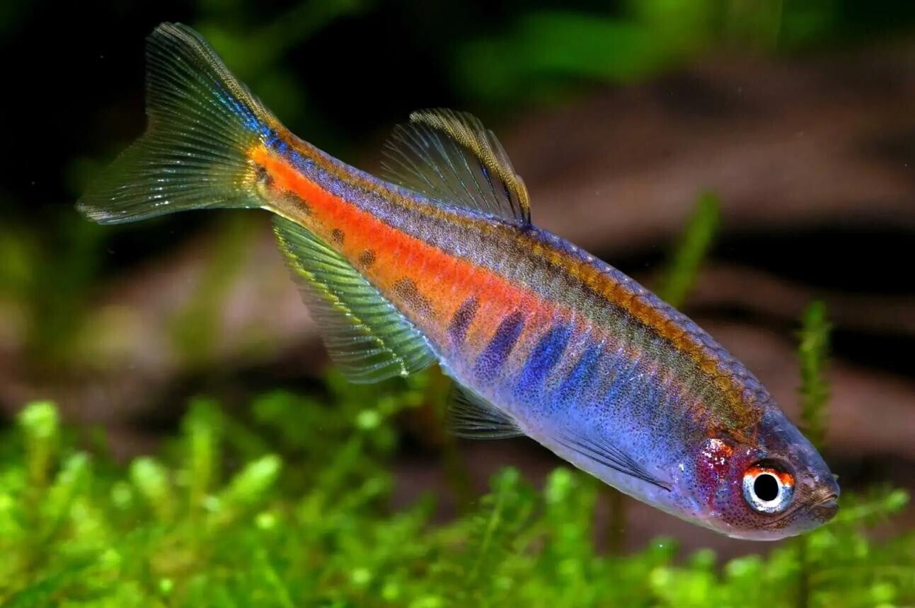 Danio choprae – Glowlight Danio