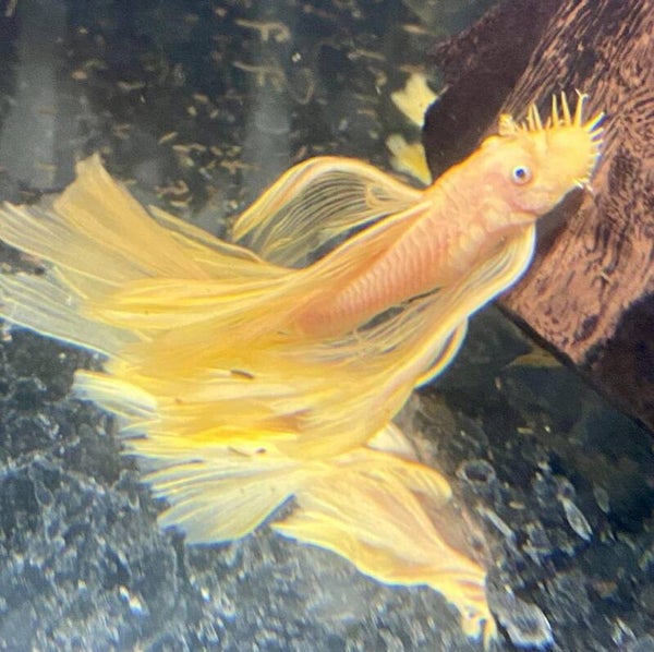 Ancistrus Yellow Longfin L144  4 cm