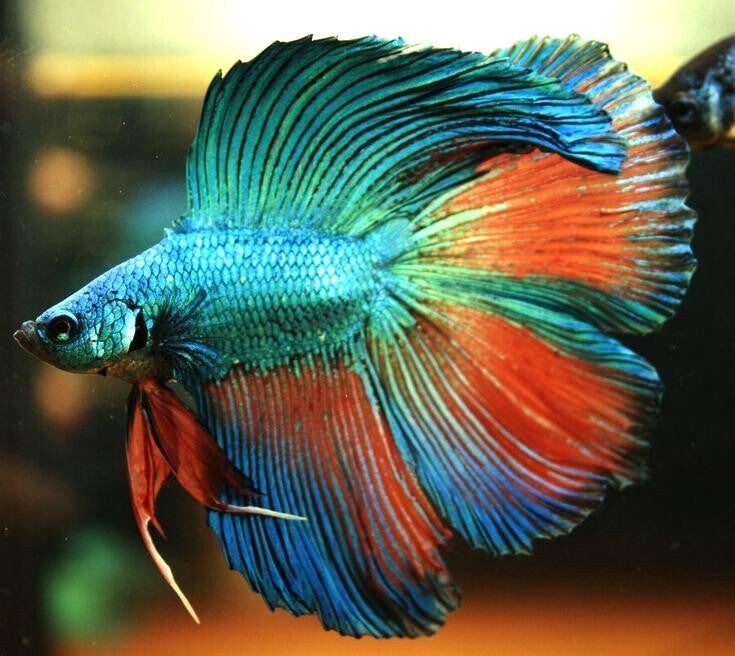 Double Tail Fighting Fish – Betta splendens