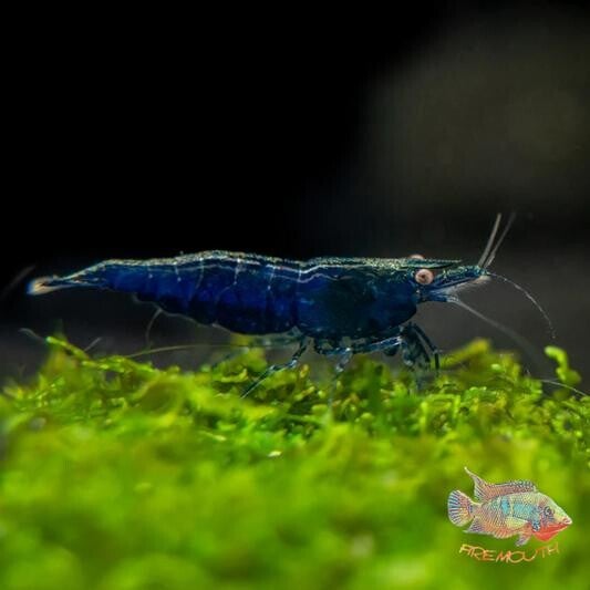 Blue Sapphire garnalen