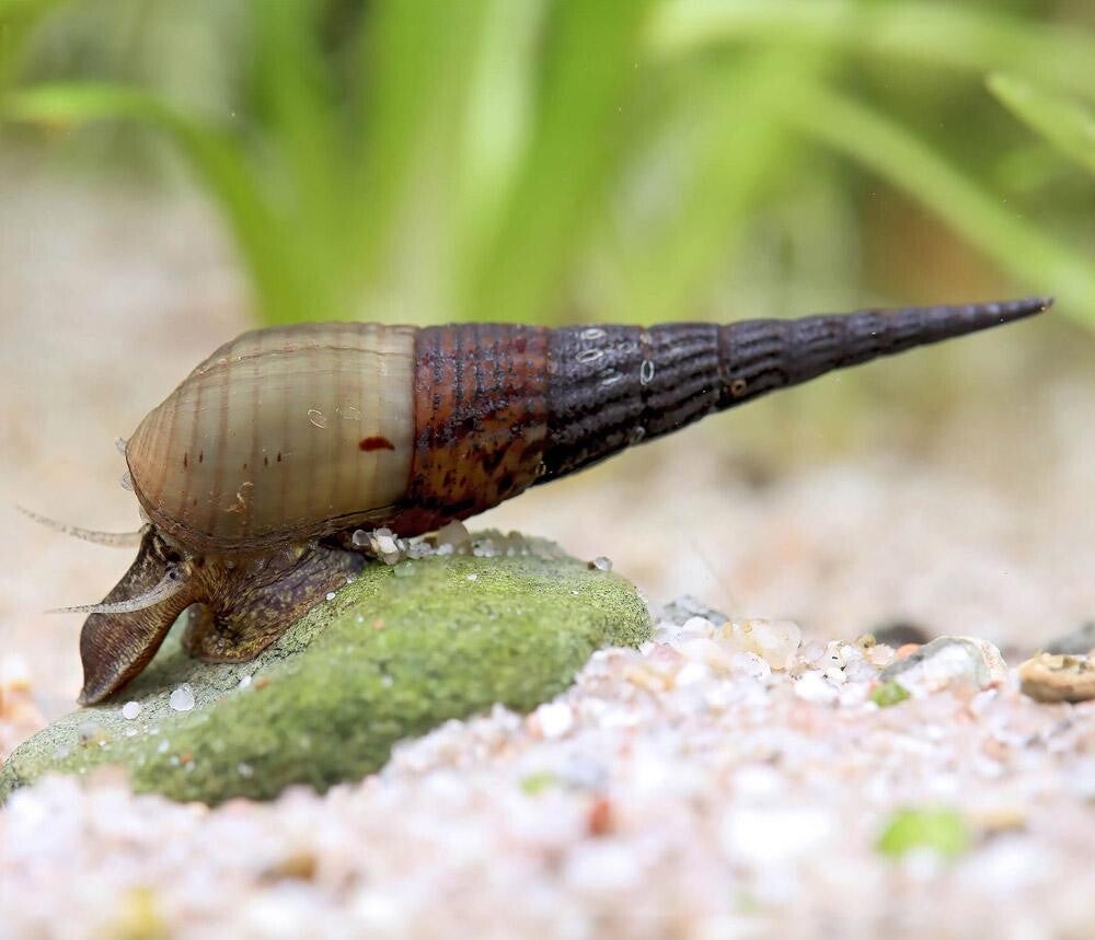 KingKong chopstick snail-Eetstokjeslakken (Stenomelania Torulosa)