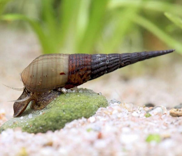 KingKong chopstick snail-Eetstokjeslakken (Stenomelania Torulosa)