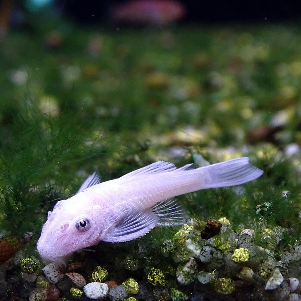 L144 Ancistrus Snow White 3-4 cm