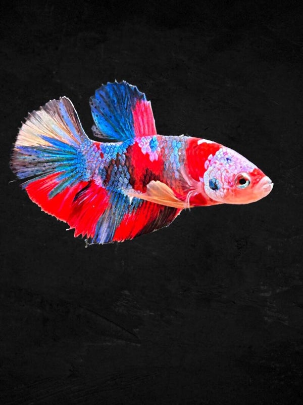 Betta Koi Plakat Male M