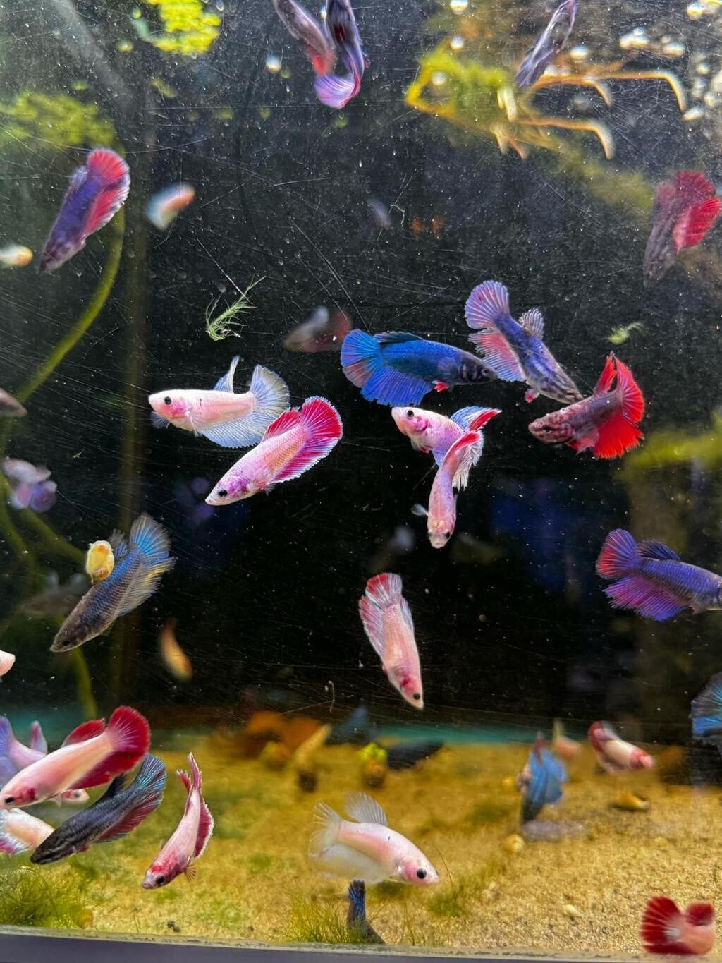 Betta Splendens Female - Kempvis vrouw random of Koi vis