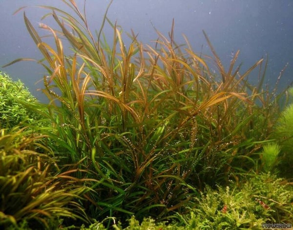 Potamogeton (Fonteinkruid) – Mooie portie in bakje