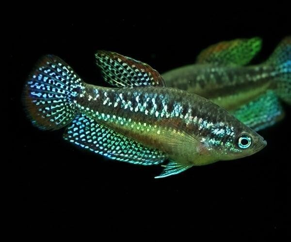 Trichopsis Pumila - Knor Gourami