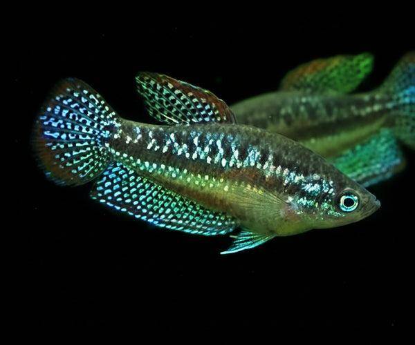 Trichopsis Pumila - Knor Gourami