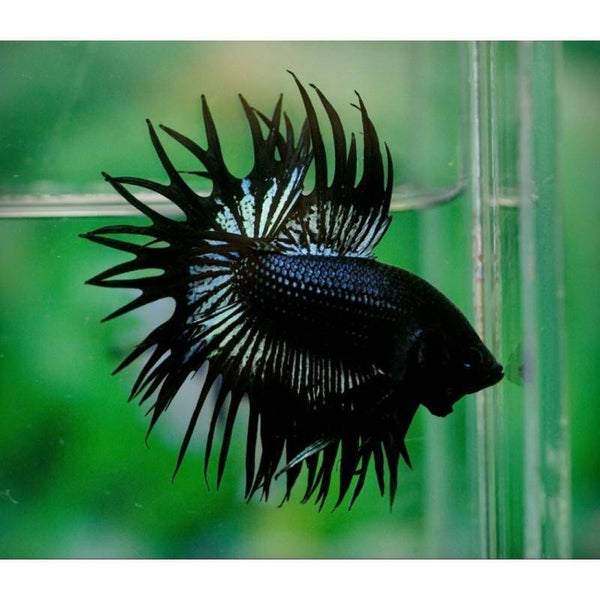 Betta Crown Tail Black Mettalic Male 5 cm