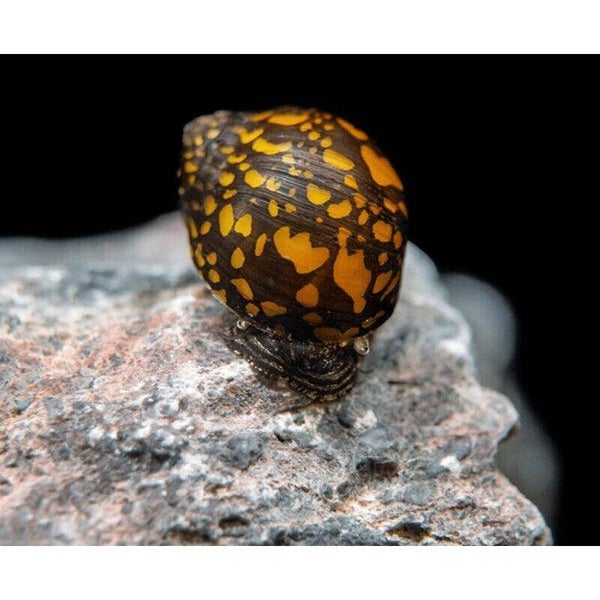 Tiger Neritina snail -Tijger slak