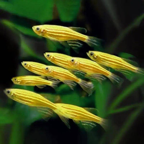 Brachydanio rerio Danio Golden