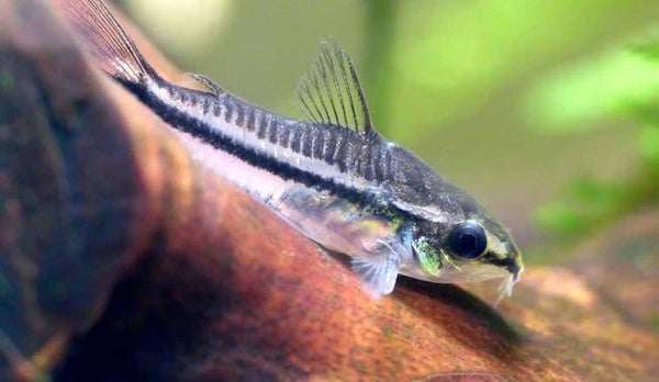 Corydoras Pygmaeus - Dwerg Corydoras klein blijvend