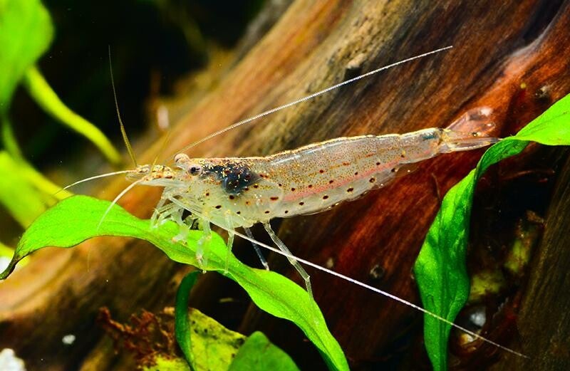 Amano's (grote Japonica's) garnalen M, L en XL - Caridina Shrimp