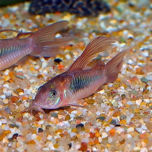 Corydoras Aneus Longfin – Bronze Cory Longfin