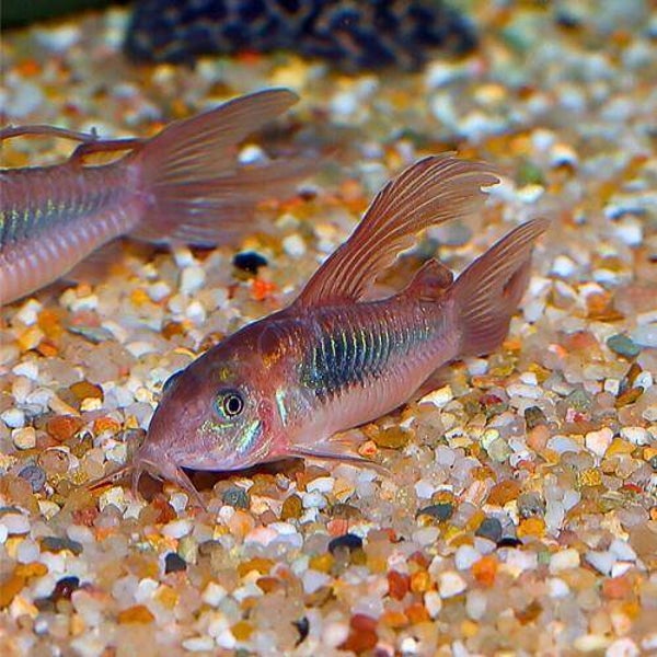 Corydoras Aneus Longfin – Bronze Cory Longfin