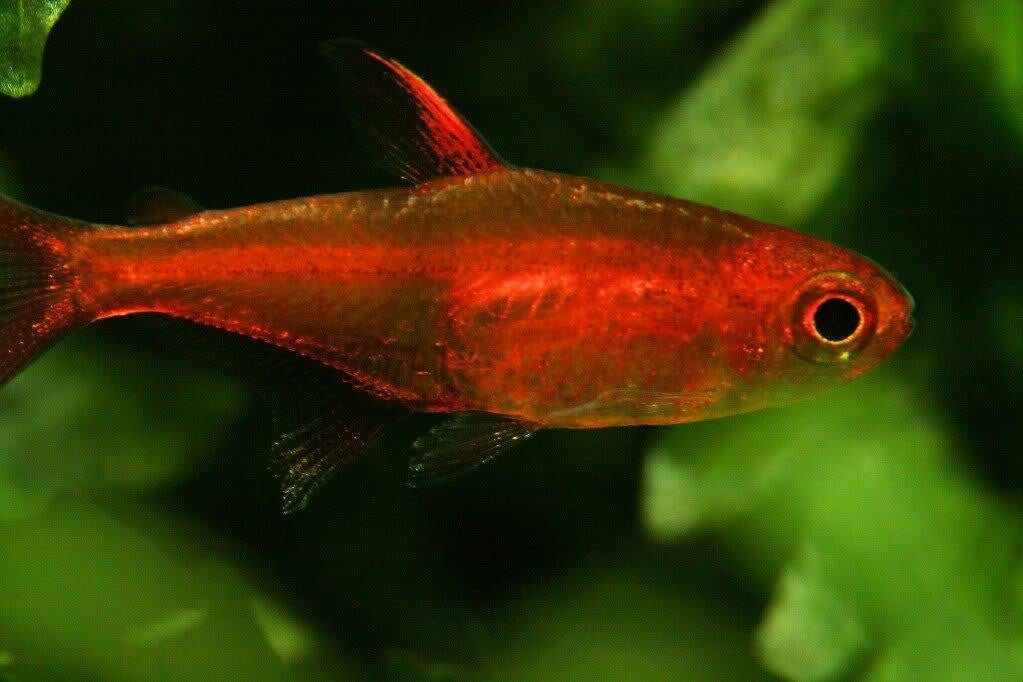 Hyphessobrycon amandae - Ember Tetra - Vuurzalmpje