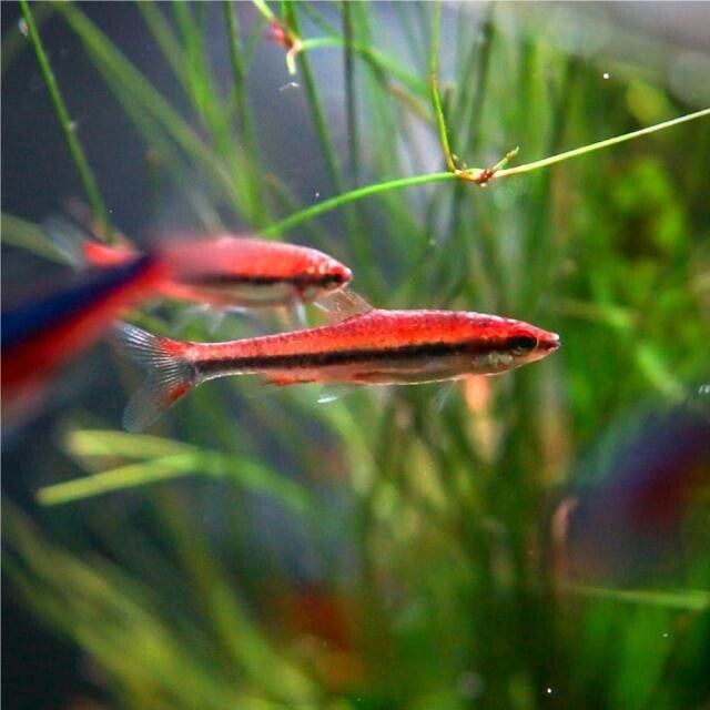 Nannostomus beckfordi 'Red' – Rode Beckford Potloodvis