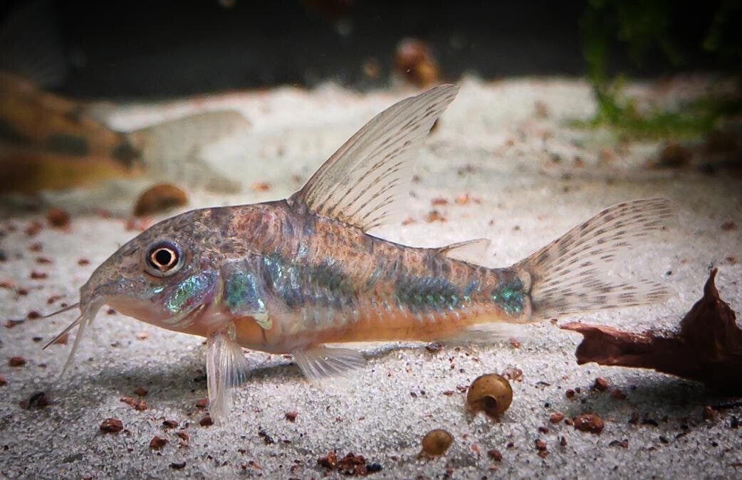 Corydoras Paleatus of de Hifin Paleatus